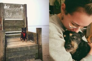Lonely Stray Dog Rescued Finds Her Perfect Mom