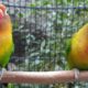 Lovebird Singing & Chirping Sounds - Green Fischer Pair