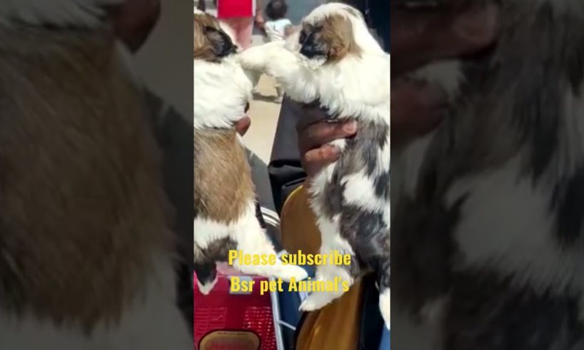 #Male #Female #Shih Tzu #35days #sale #telugu #viral #support #cute #puppies #8686970729