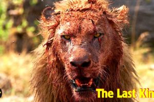 Male Lion Fights To Protect His Family | African Wildlife