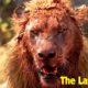 Male Lion Fights To Protect His Family | African Wildlife