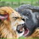 Male Lion Suddenly Grows Horn On His Head During The Battle With Buffalo