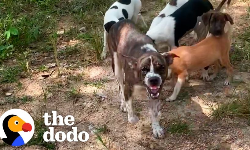 Mama Dog with Chain on Her Neck Gets Rescued With Her Puppies | The Dodo