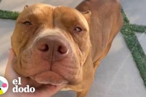 Mamá pitbull gruñosa se convierte en la mas amorosa | Puro Pitbull | El Dodo