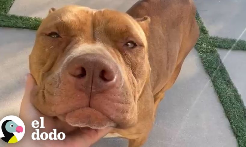 Mamá pitbull gruñosa se convierte en la mas amorosa | Puro Pitbull | El Dodo