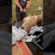 Man Rescues Kangaroo Stuck in Barbed Fence | People Are Awesome #animalrescue #animals