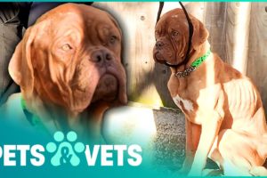 Mastiffs And Starving Dogs Saved By Heroes | The Dog Rescuers Compilation | Pets & Vets
