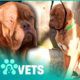 Mastiffs And Starving Dogs Saved By Heroes | The Dog Rescuers Compilation | Pets & Vets
