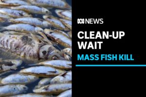 Menindee residents waiting for mass fish kill clean-up to begin | ABC News