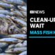 Menindee residents waiting for mass fish kill clean-up to begin | ABC News