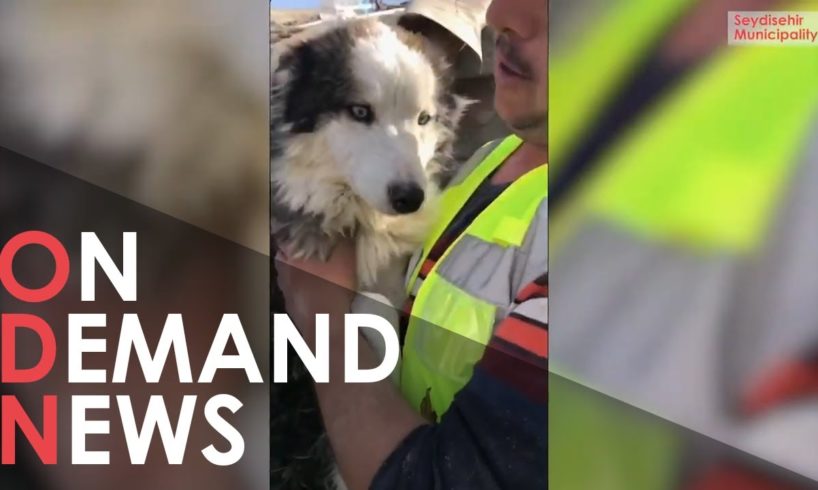 Moment Dog Is Found Alive In 'Miracle' Rescue After Turkey-Syria Earthquake