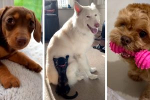 Most Adorable Dog Videos! 🐶 Cutest DOGS on the internet! 🐶