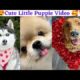 Most Beautiful and Cute puppies 🥰 | Cutest Dogs in The World 💝| 2023
