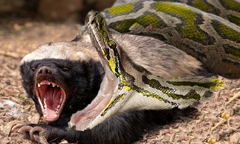 Most Frightening Animal Fights Caught on Camera