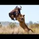 Most merciless animal fights!Would you like to see it? wild animal/   moments caught  on camera