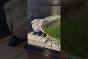 My parrot playing some Beethoven #Beethoven #Moonlight #Piano #Music #Parrot #Animals #Cute #Green