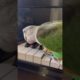 My parrot playing some Beethoven #Beethoven #Moonlight #Piano #Music #Parrot #Animals #Cute #Green