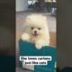 My puppy Puila | The cutest puppy #hack #funny #pomeranian #puppy #dog #pet