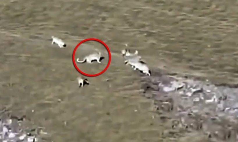 NILABANAN NG SNOW LEOPARD ANG MGA WOLF PARA MAKALIGTAS | Rare Animal Fight Caught On Camera