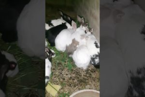 New Rabbits #shortsvideo #youtube #viralvideo #animals #pets #ytshorts #youtubeshorts #cat #hindi