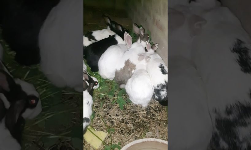New Rabbits #shortsvideo #youtube #viralvideo #animals #pets #ytshorts #youtubeshorts #cat #hindi