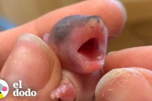 No reconocerás a estos animales bebés con 8 semanas de edad | Corazones Salvajes | El Dodo