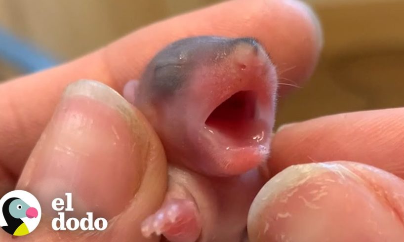 No reconocerás a estos animales bebés con 8 semanas de edad | Corazones Salvajes | El Dodo