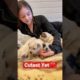 OMG Cutest Puppies On YouTube ❤️ Cattle Dog Love ❤️ #cute #puppy #like