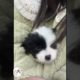 OMG, Super Cute Puppies Cuteness Overloaded! Best Puppy Videos 🐶😍😘 -EPS528