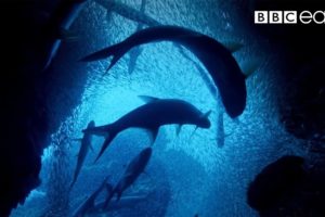 ONE HOUR Of Amazing Ocean Moments | BBC Earth