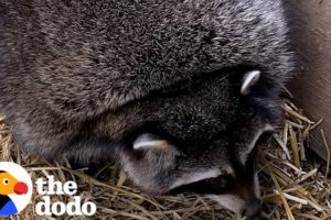 Obese Raccoons Go On A Diet | The Dodo