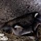 Obese Raccoons Go On A Diet | The Dodo