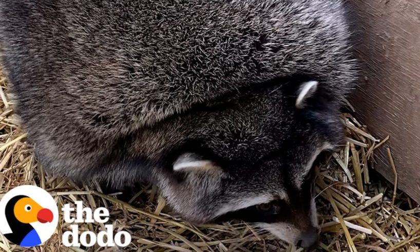Obese Raccoons Go On A Diet | The Dodo