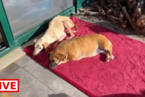 Our lovely grandpa Hero and Lolita are relaxing. Both of them are dogs with special needs
