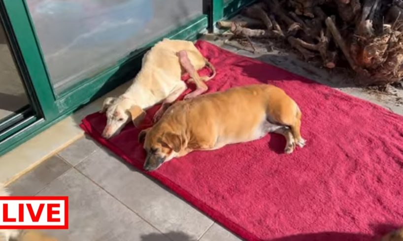 Our lovely grandpa Hero and Lolita are relaxing. Both of them are dogs with special needs