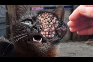 PRAY FOR CAT! Big MAGGOTS Removed & Cleaned from Head of Cat Abսsed by Humans! Cat & Animal RESCUED!