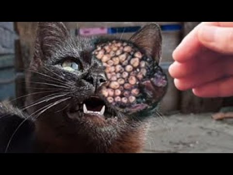 PRAY FOR CAT! Big MAGGOTS Removed & Cleaned from Head of Cat Abսsed by Humans! Cat & Animal RESCUED!