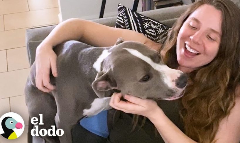 Perrita está obsesionada con el vientre embarazado de su madre | Puro Pitbull | El Dodo