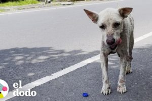 Perro callejero mayor vive una vida de sueños ahora | El Dodo