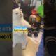 Playing with a cat. Гра с котіком. #гра #котік #кот #animals #cat #catvideos #животные #catlove #кот