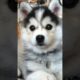 Pomsky Puppies- Cutest Dogs In The World #shorts
