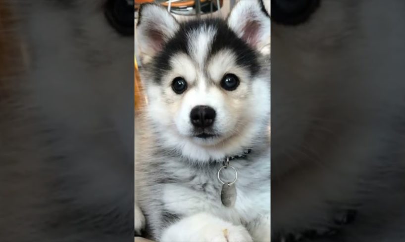 Pomsky Puppies- Cutest Dogs In The World #shorts