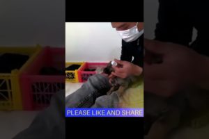 Poor Dog & Help, Video Dog