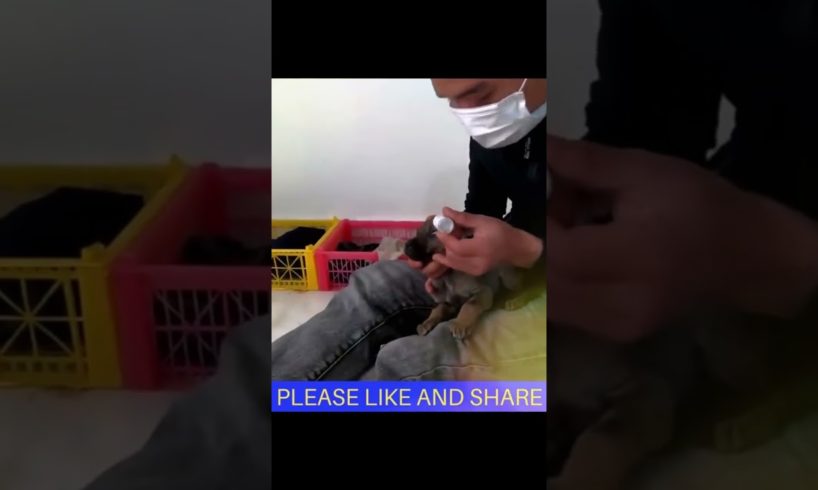 Poor Dog & Help, Video Dog