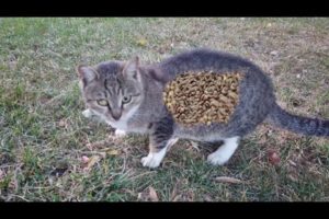 Poor  Stray Cat Was Looking For Food And Met Me Animal Rescue Video 2023