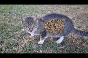 Poor Stray Cat Was Looking For Food And Met Me Animal Rescue Video 2023