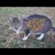 Poor  Stray Cat Was Looking For Food And Met Me Animal Rescue Video 2023