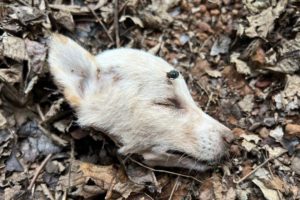 Puppies Rescued Puppies Rescued With~maggot