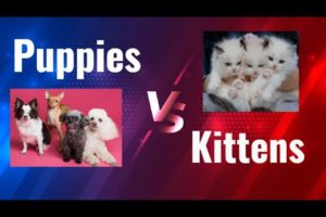 Puppies vs Kittens||puppies playing||kittens playing||puppies vedios #Animals World