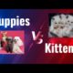 Puppies vs Kittens||puppies playing||kittens playing||puppies vedios #Animals World